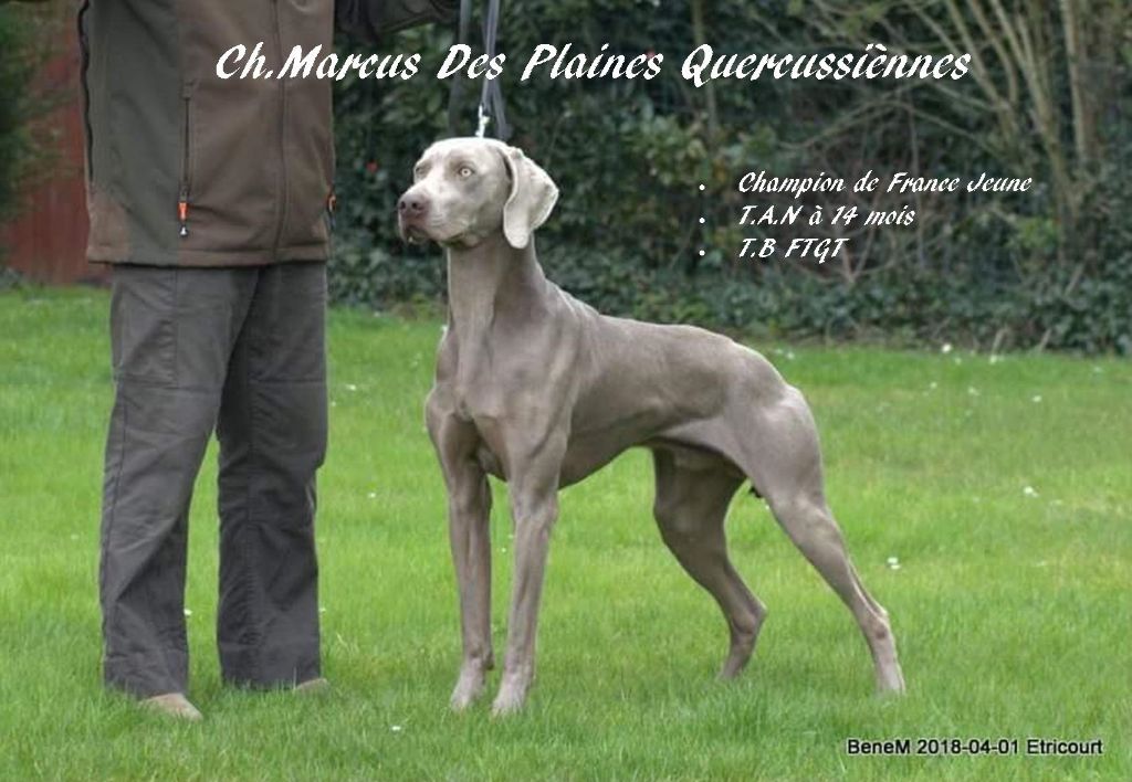 CH. Marcus Des Plaines Quercussiennes