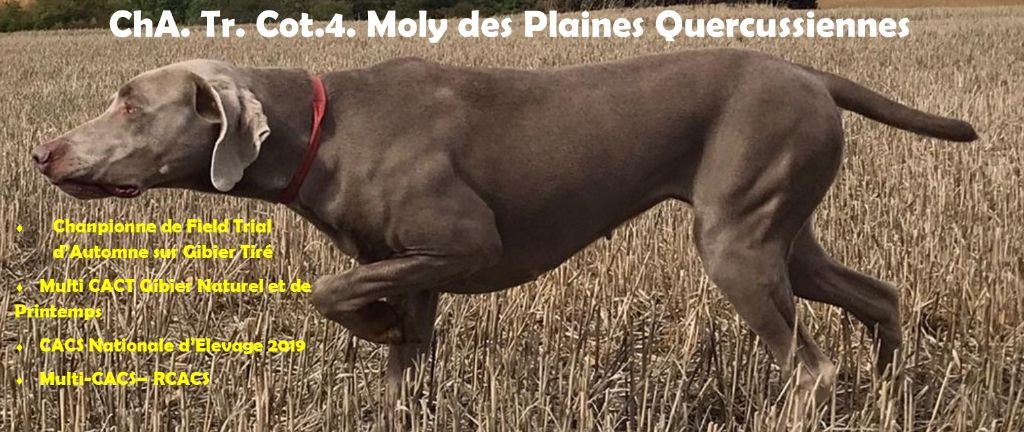 CH. TR. Moly Des Plaines Quercussiennes