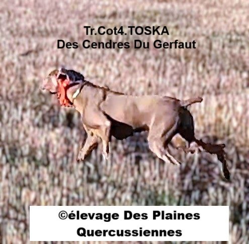 TOSKA: TITRE DE TRIALER ET COTATION 4