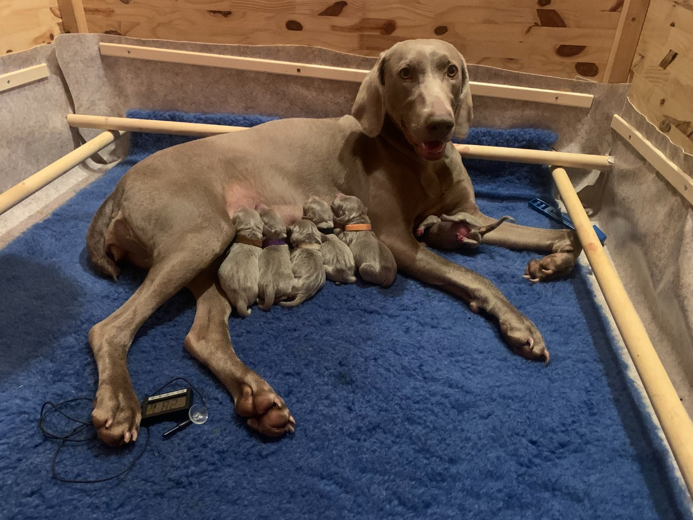 Portéé Toska X Obi Wan: Naissance de 6 chiots