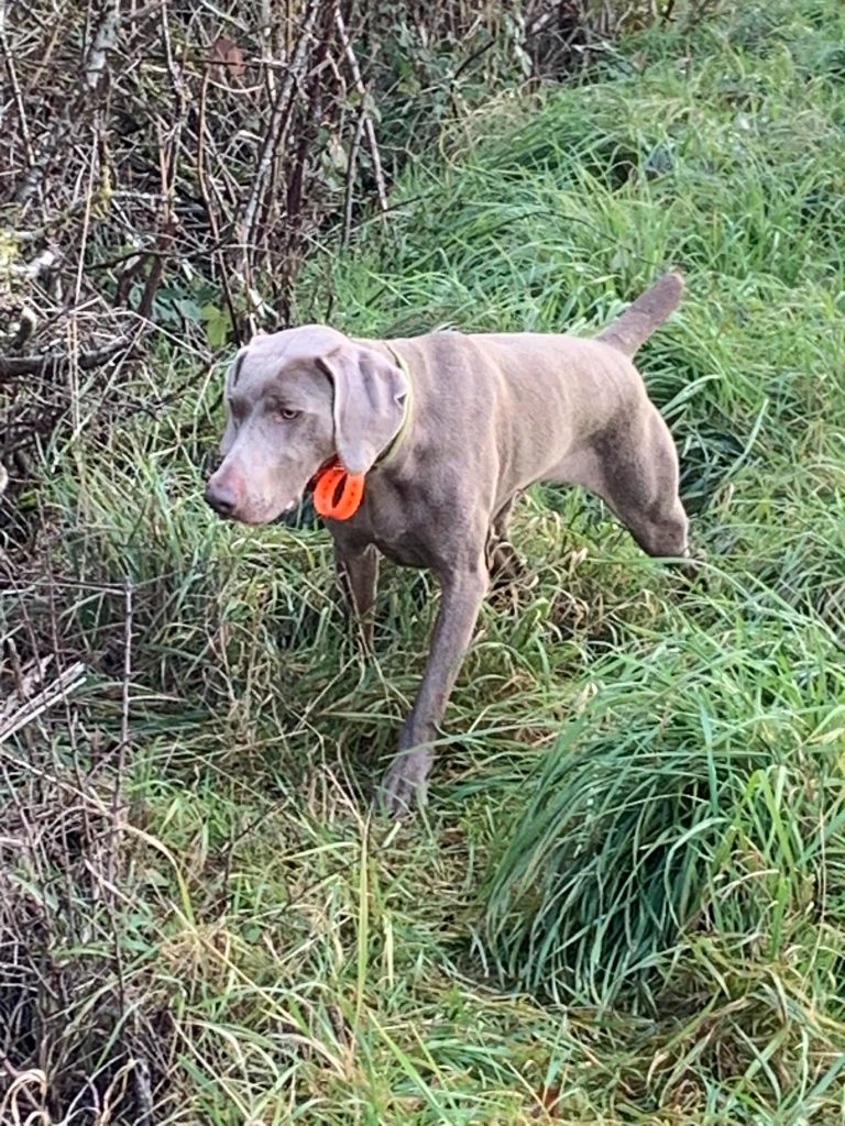 12/12/2025 L'Excellent pour TOSKA en Field Trial Gibier Naturel