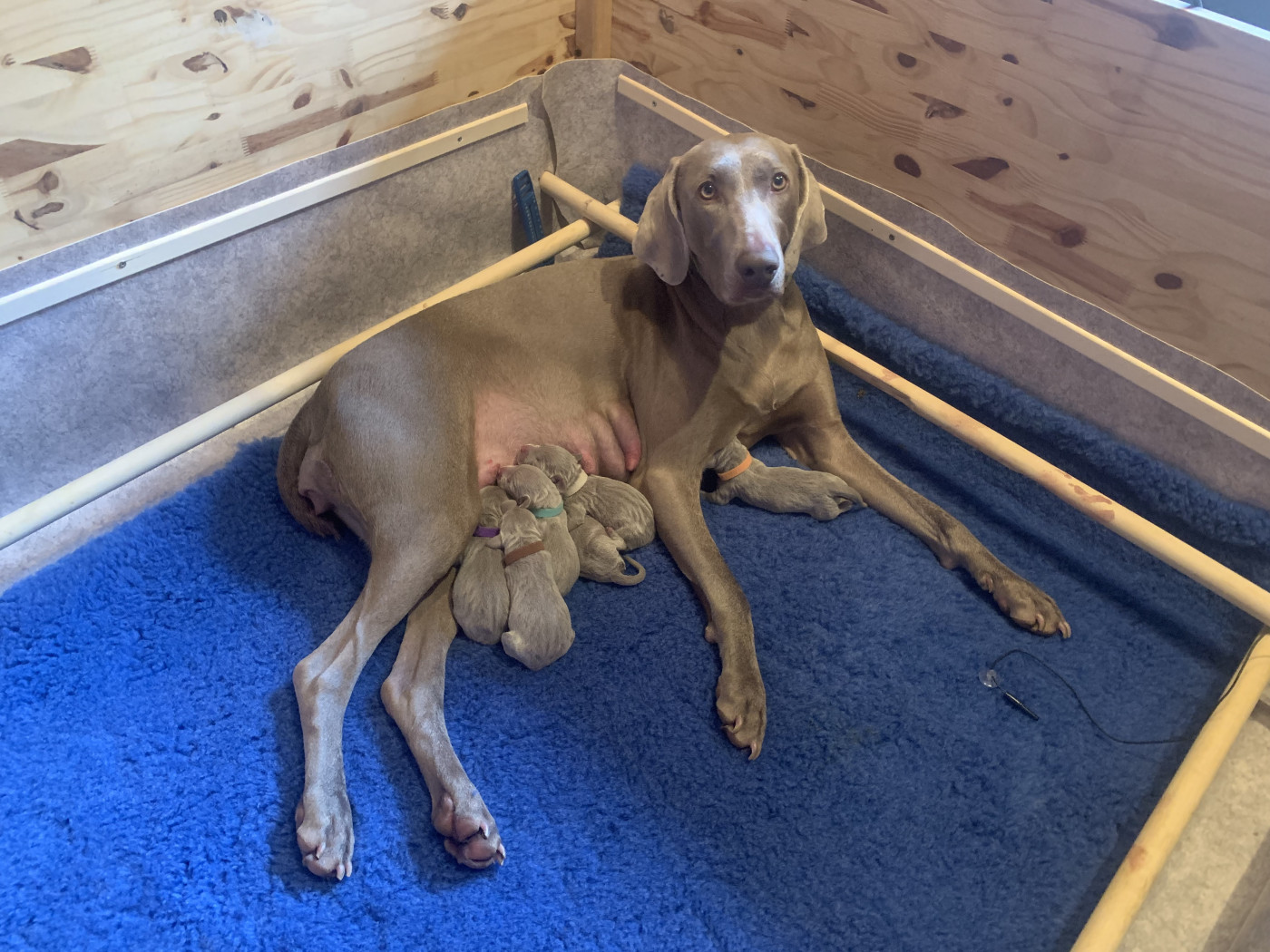 Chiot Braque de Weimar Des Plaines Quercussiennes