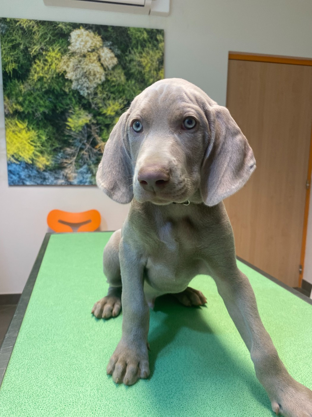 Des Plaines Quercussiennes - Chiots disponibles - Braque de Weimar