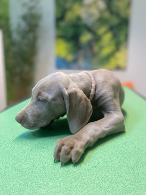 Chiot N°6